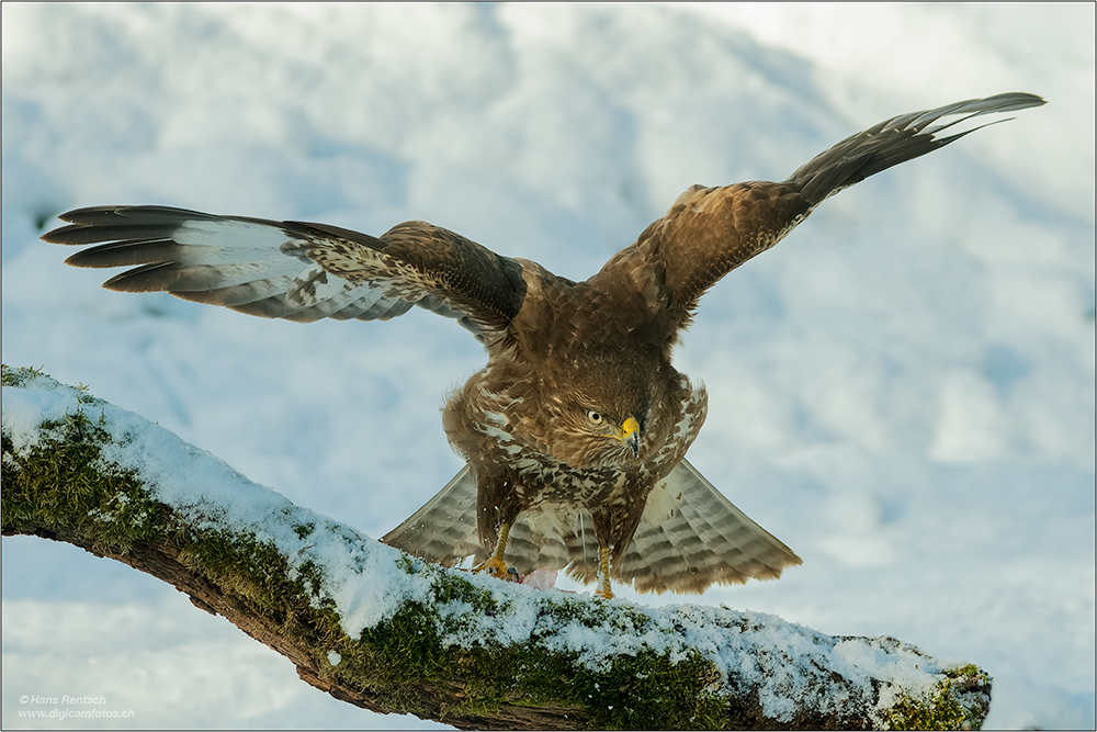 Mäusebussard