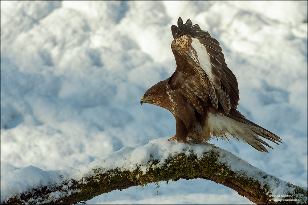 Mäusebussard