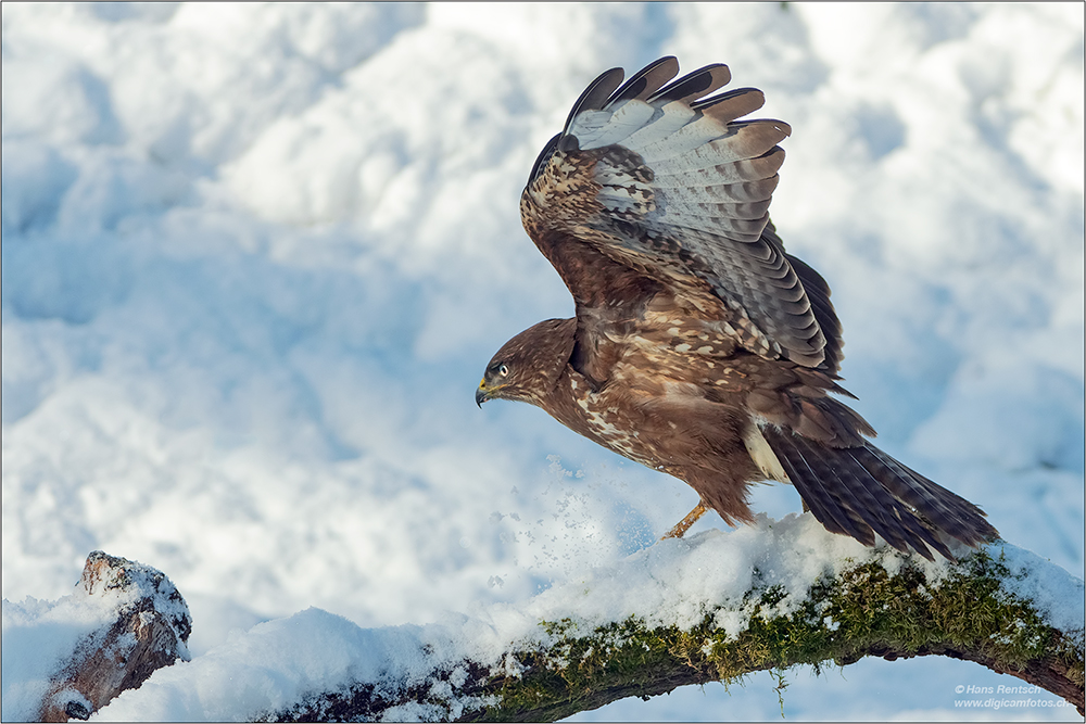 Mäusebussard