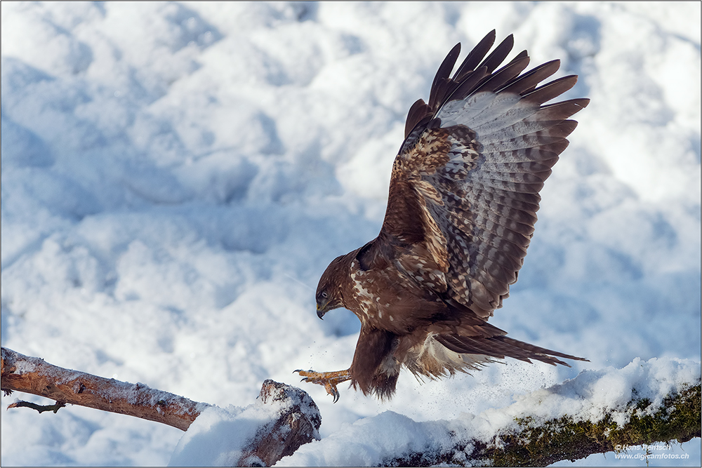 Mäusebussard