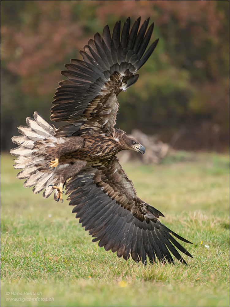 Seeadler