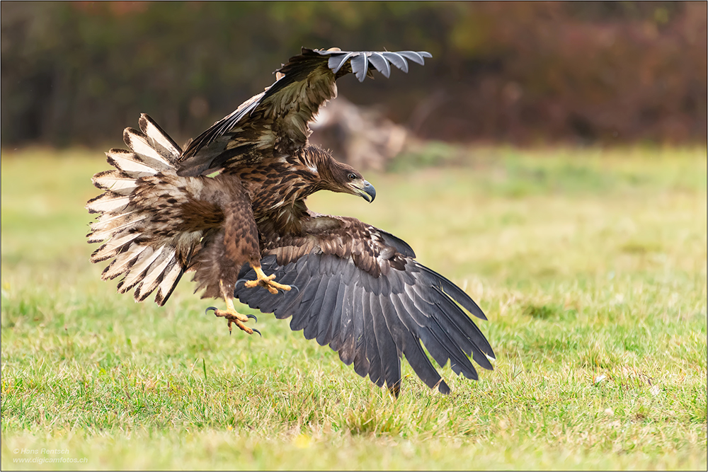 Seeadler