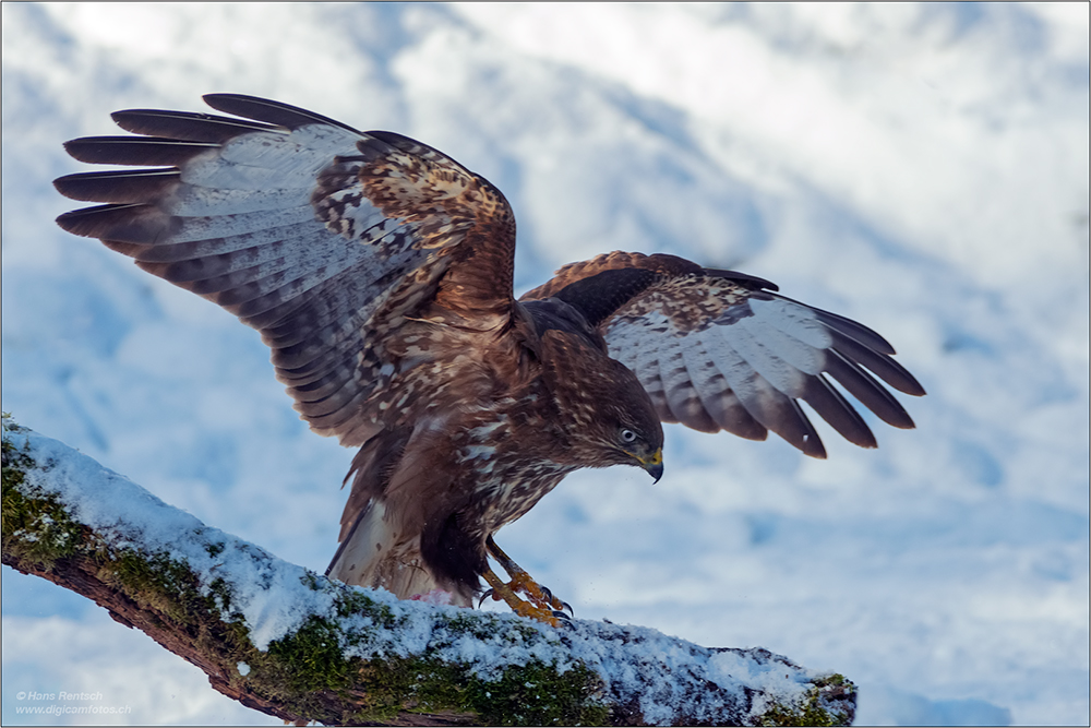 Mäusebussard