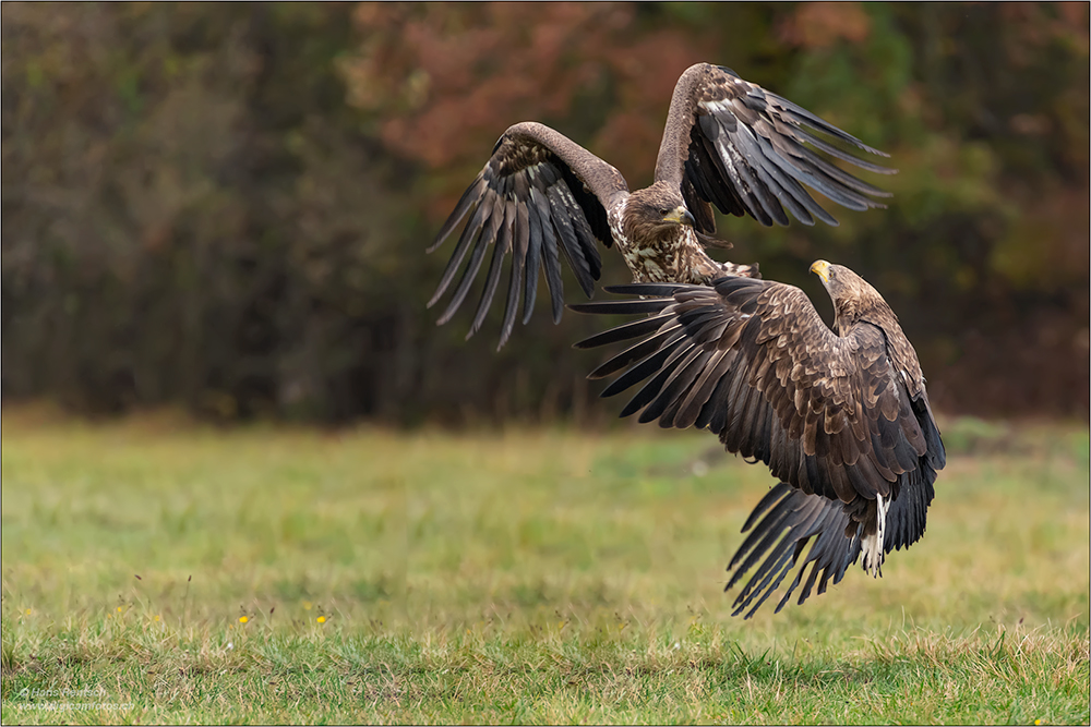 Seeadler