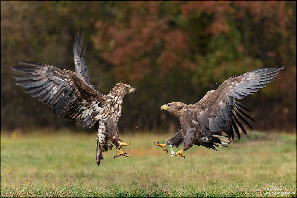 Seeadler