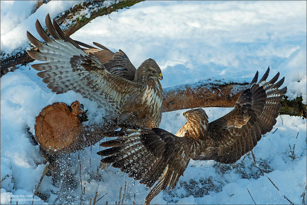 Mäusebussard