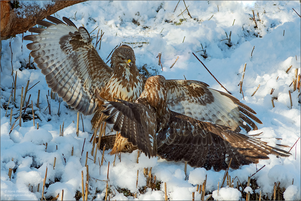 Mäusebussard