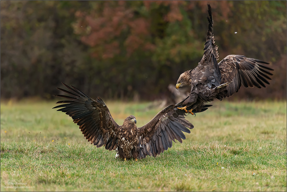 Seeadler