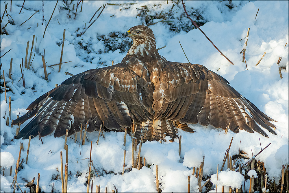 Mäusebussard