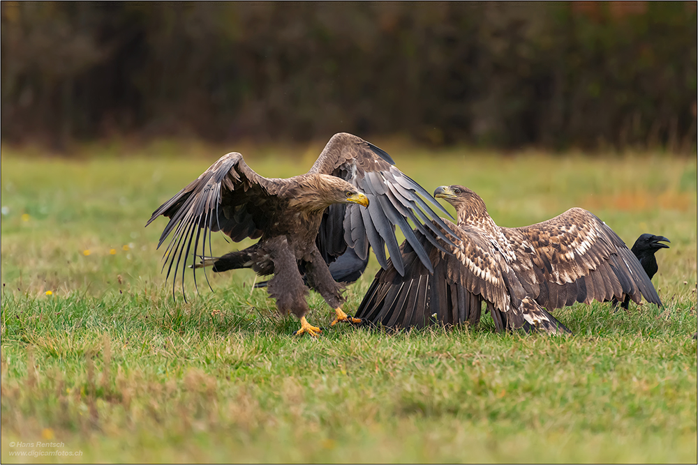 Seeadler