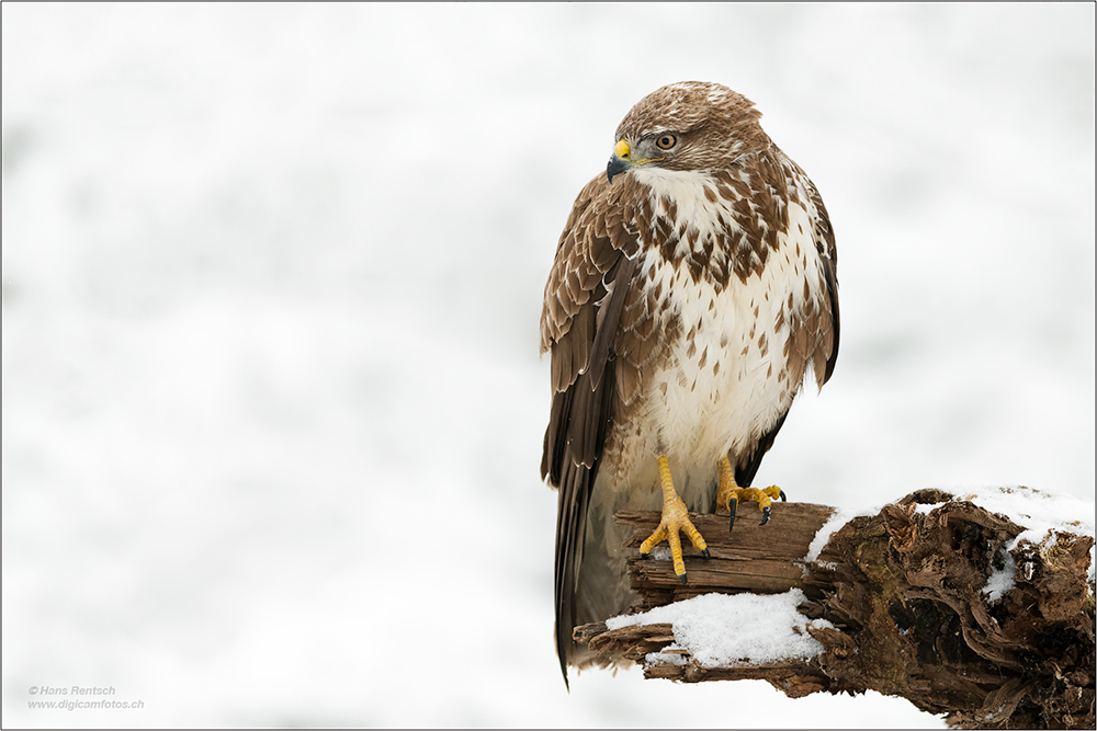 Mäusebussard