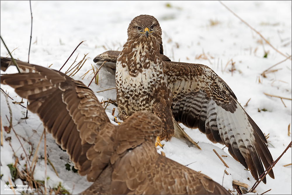 Mäusebussard