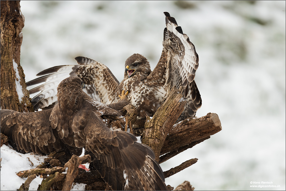 Mäusebussard