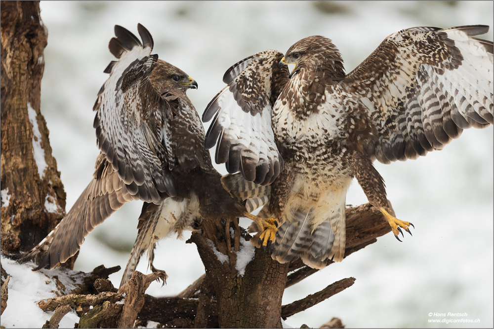 Mäusebussard