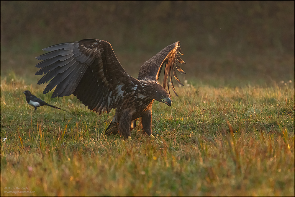 Seeadler