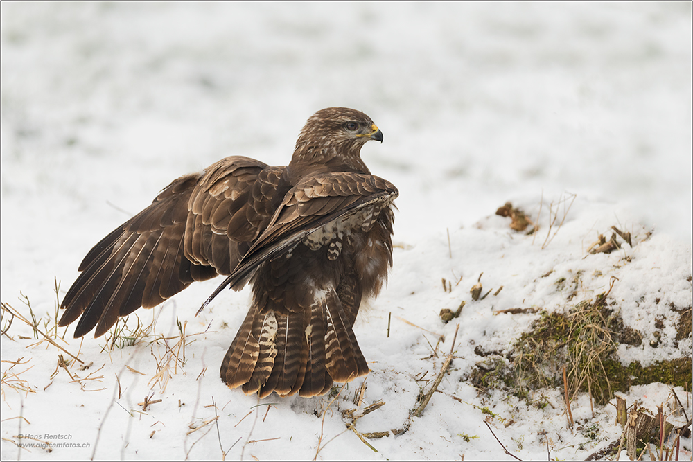 Mäusebussard