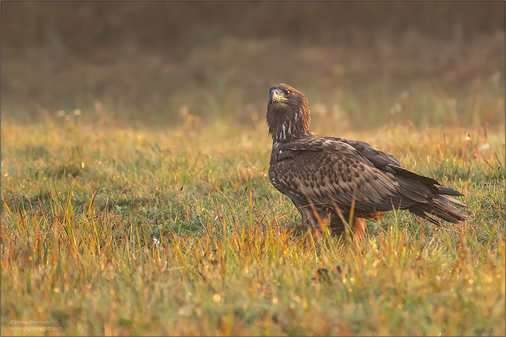 Seeadler