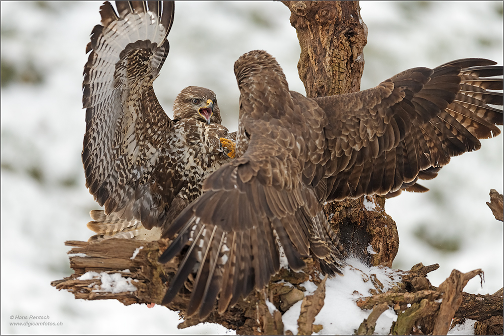 Mäusebussard