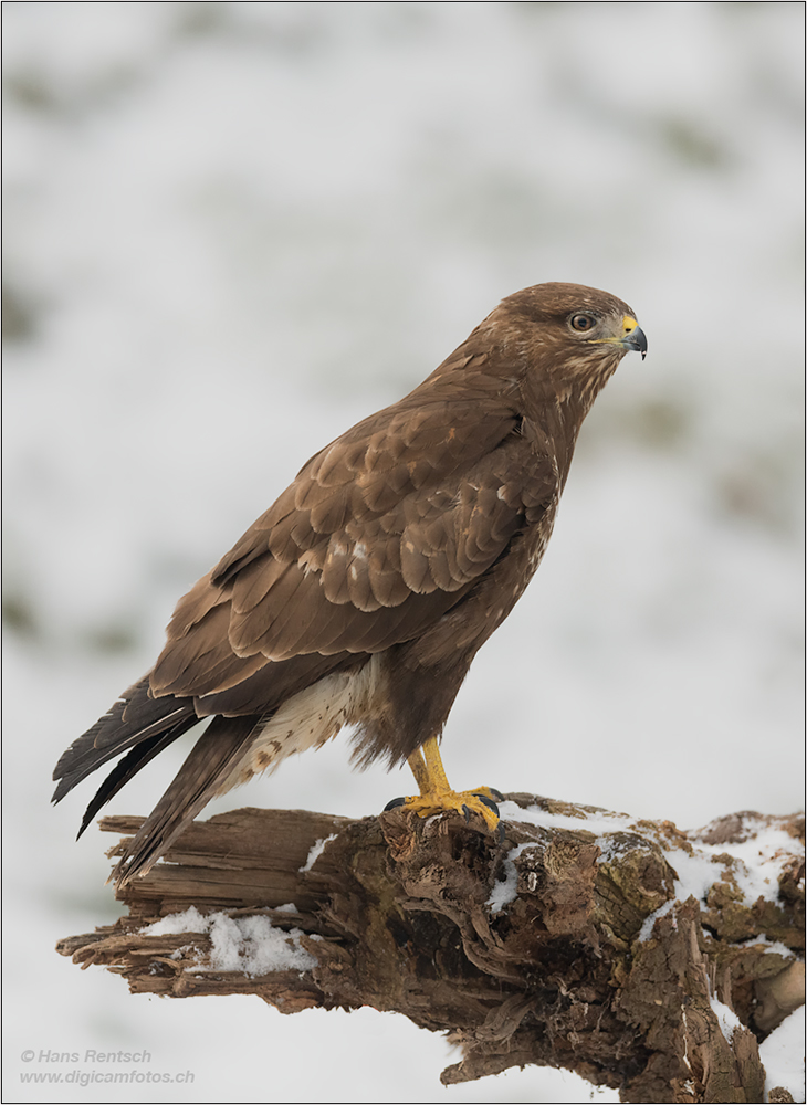 Mäusebussard