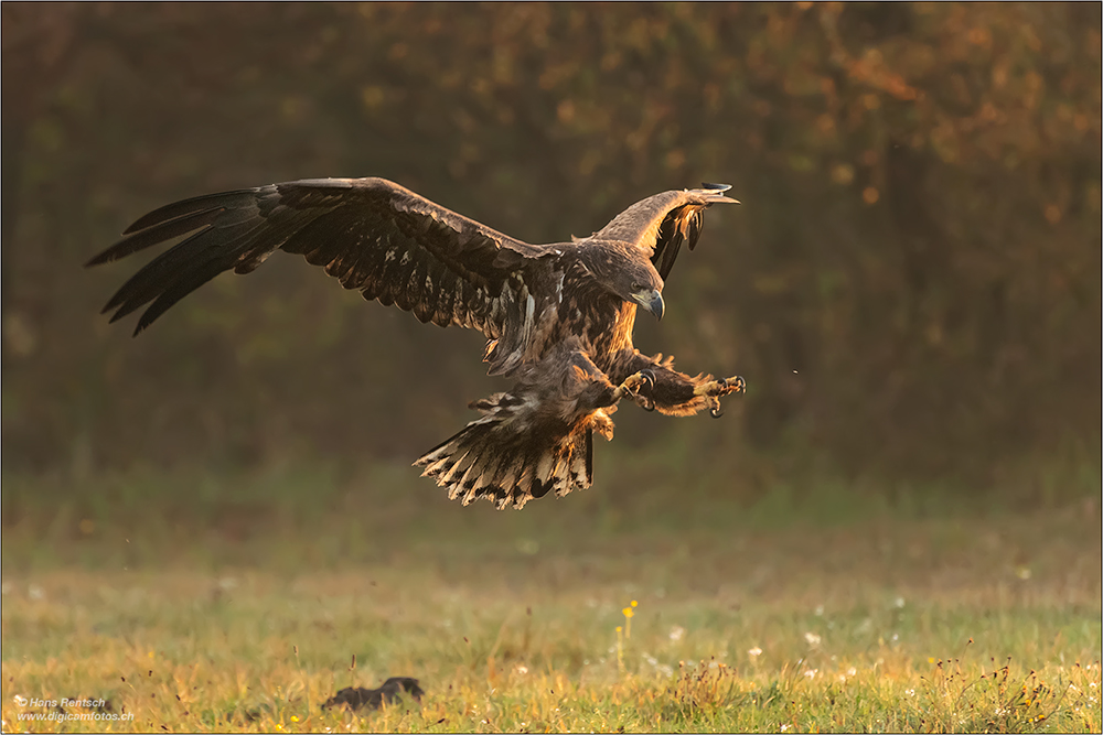 Seeadler