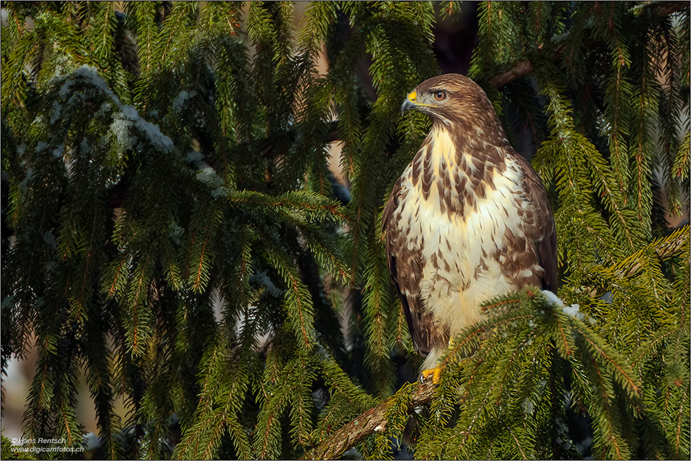 Mäusebussard