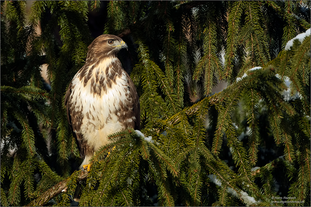 Mäusebussard