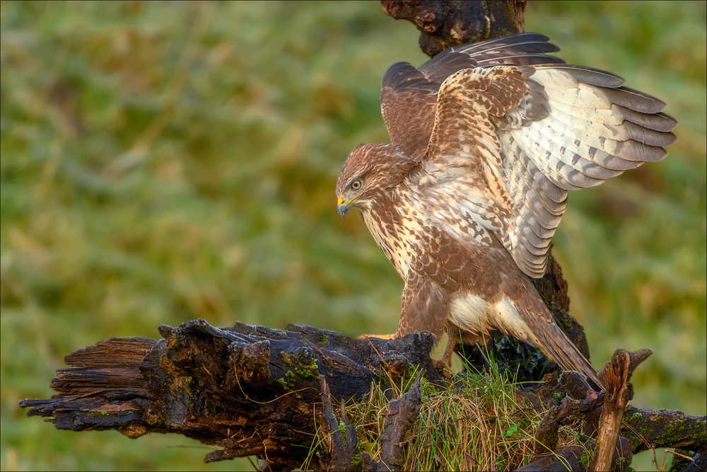 Mäusebussard