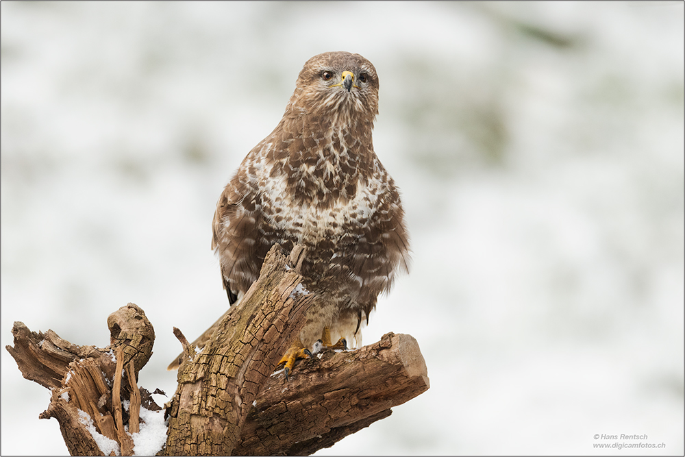 Mäusebussard