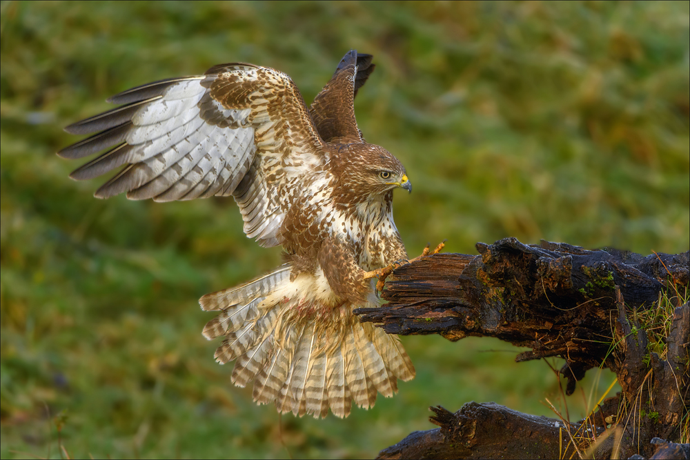 Mäusebussard