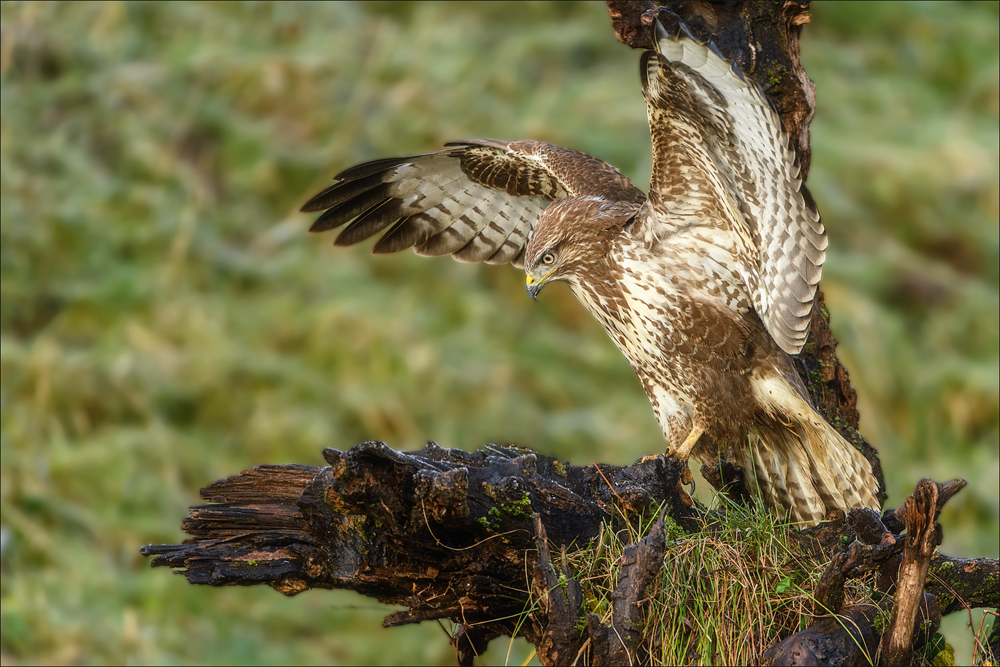 Mäusebussard