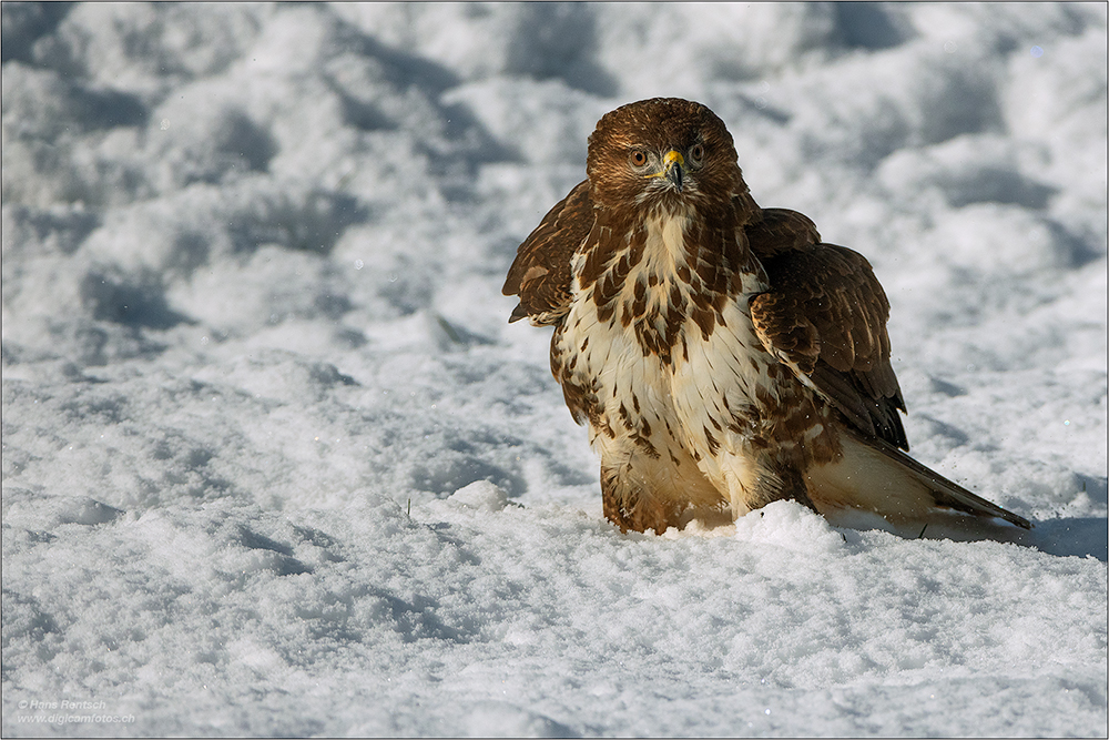 Mäusebussard