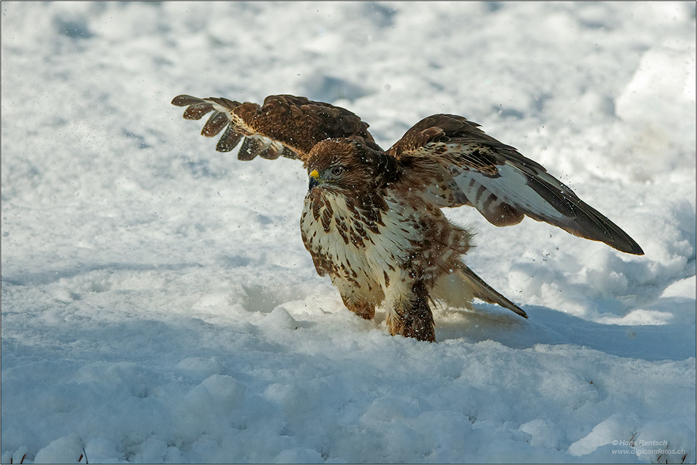 Mäusebussard