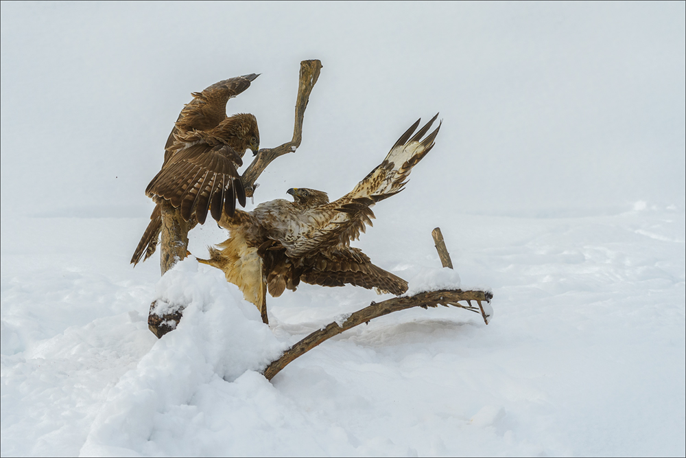 Mäusebussard