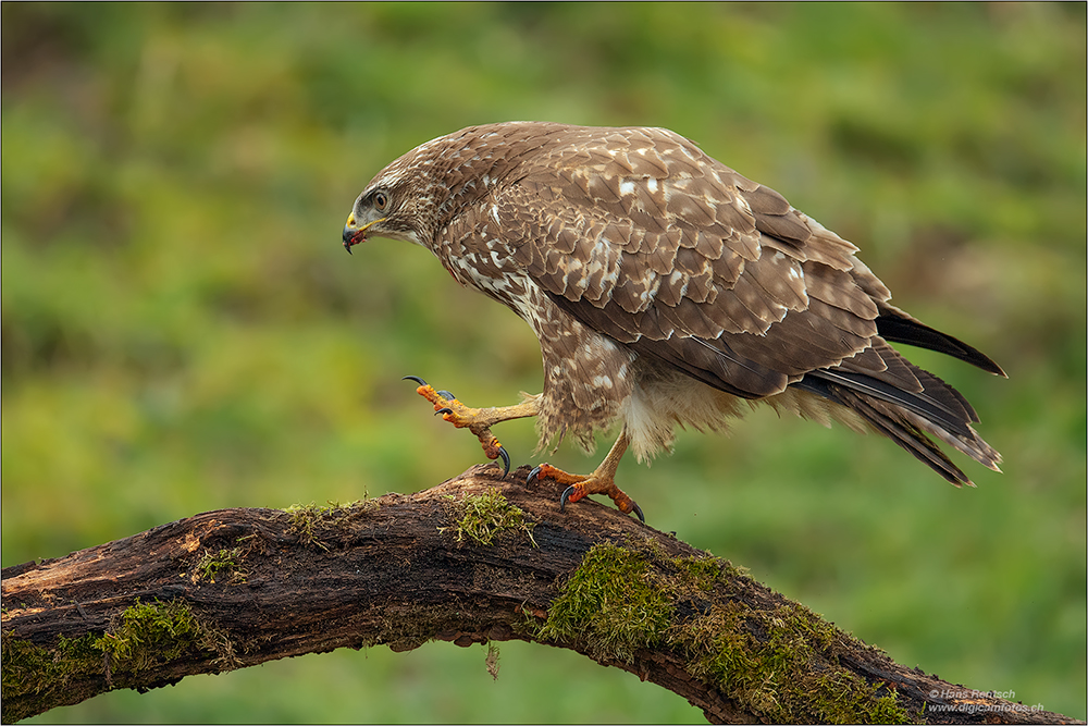 Mäusebussard