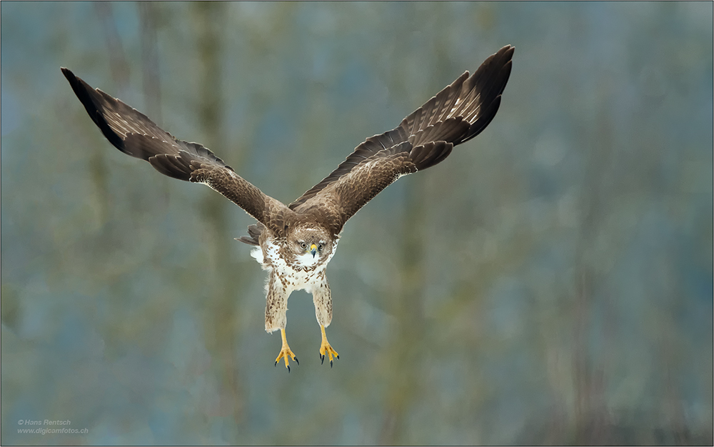 Mäusebussard