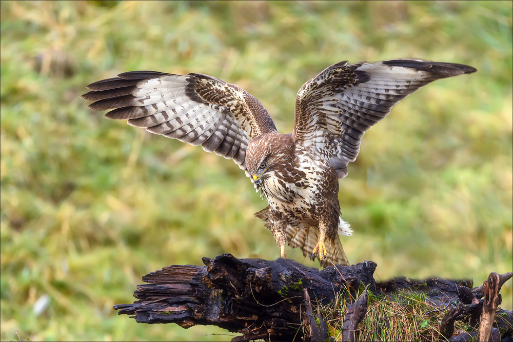 Mäusebussard