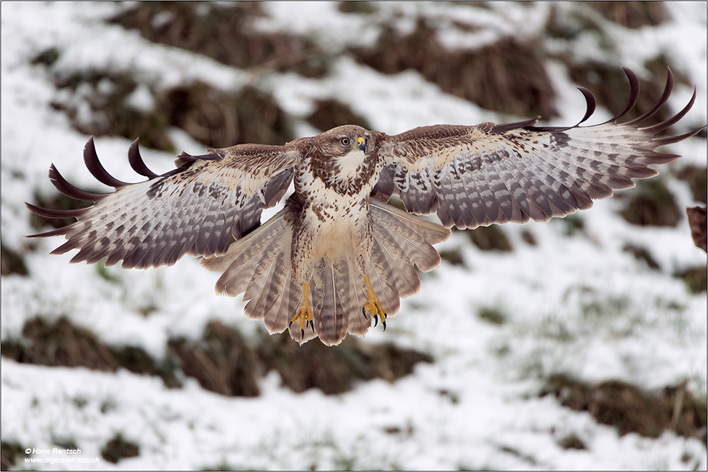 Mäusebussard