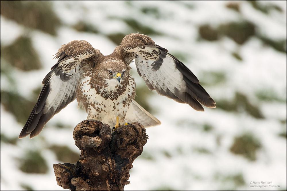 Mäusebussard