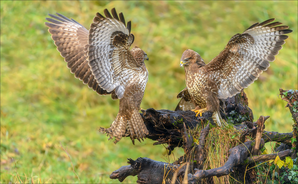 Mäusebussard