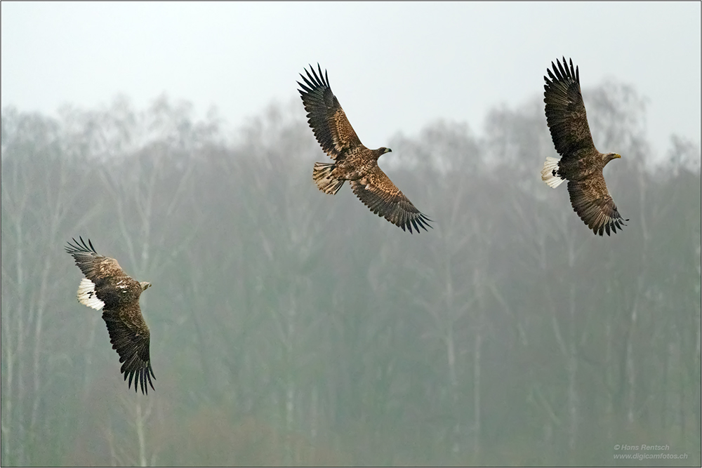 Seeadler