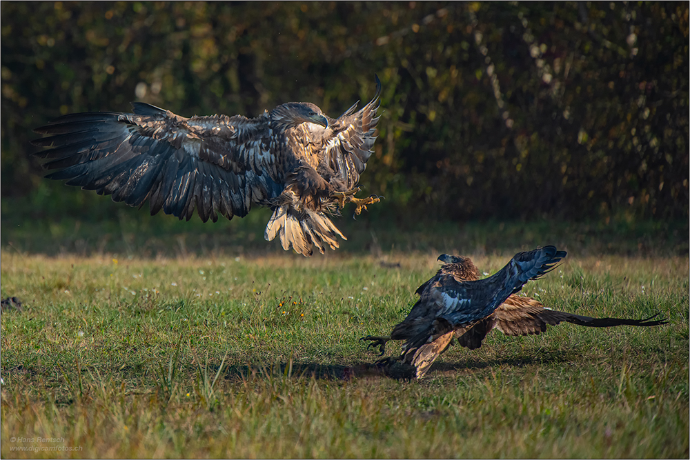 Seeadler