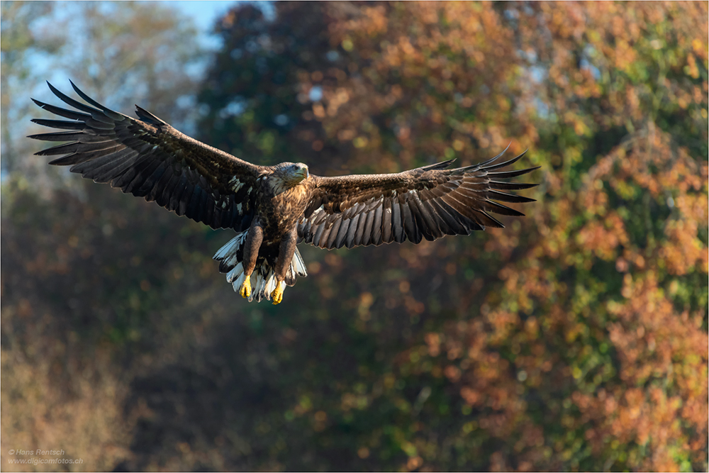 Seeadler