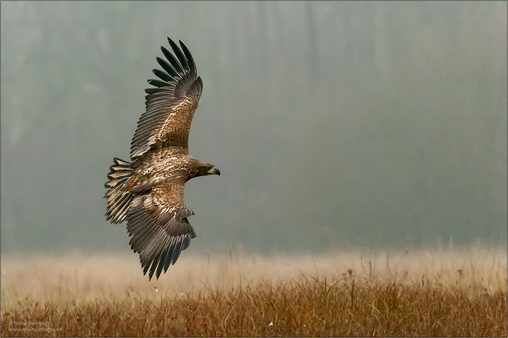 Seeadler