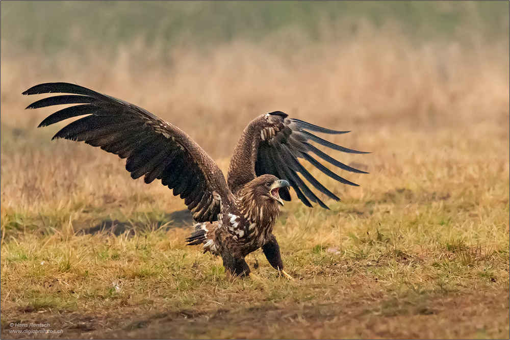 Seeadler