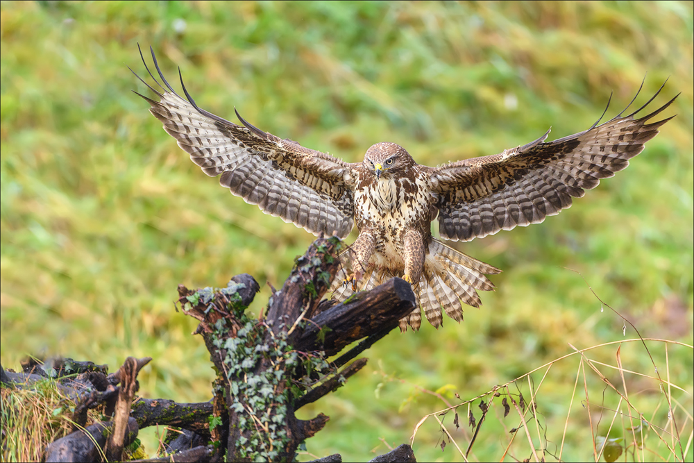 Mäusebussard