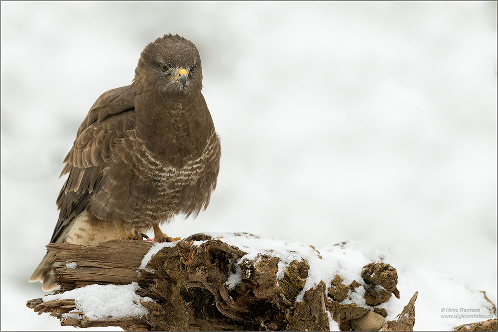 Mäusebussard