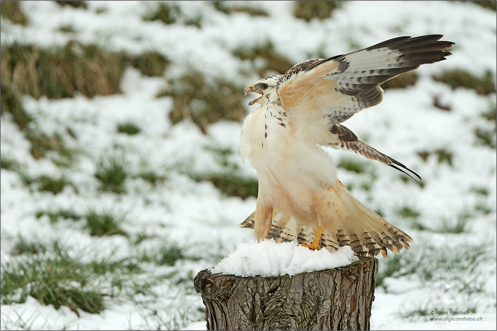 Mäusebussard