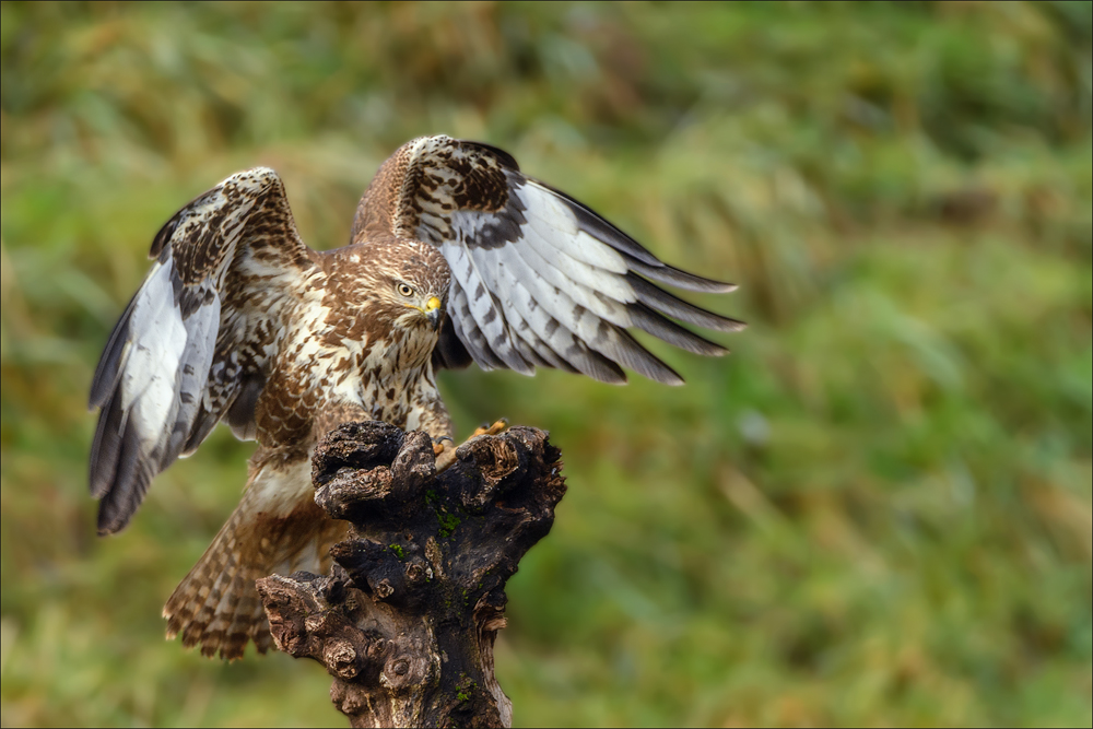 Mäusebussard