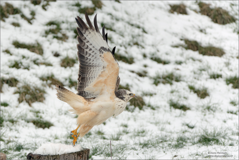 Mäusebussard