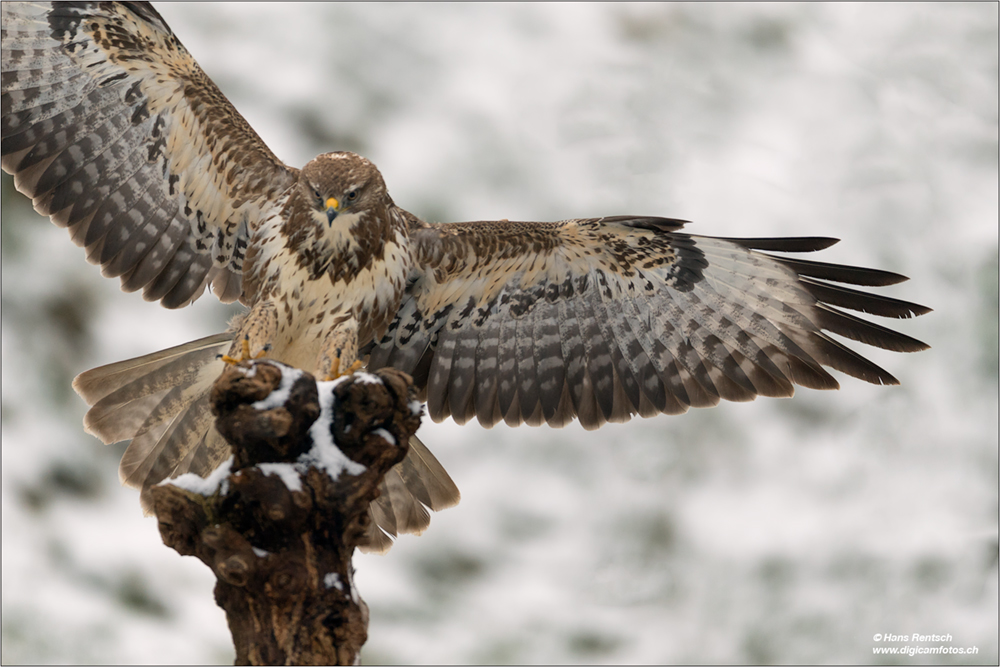 Mäusebussard